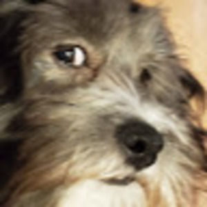 Meet your Posher, Shanda